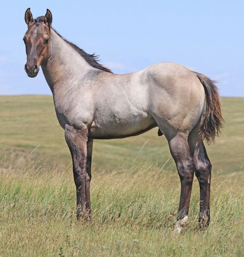 039 - Glitter Wonder colt